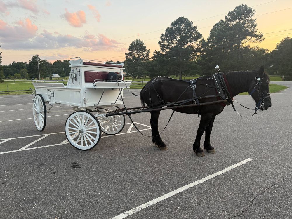 A black horse and white carriage at sunset