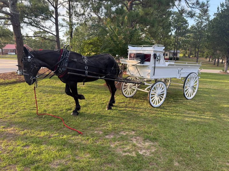 A black horse harnessed to a white carriage