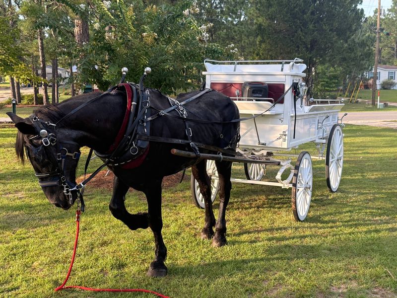 Our black horse in red-trimmed harness