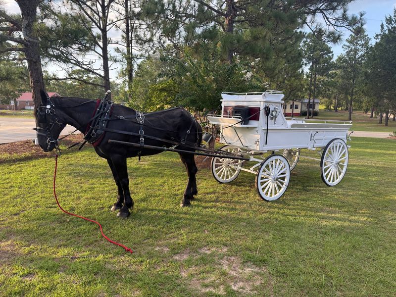 A black horse and white carriage waiting on the lawn