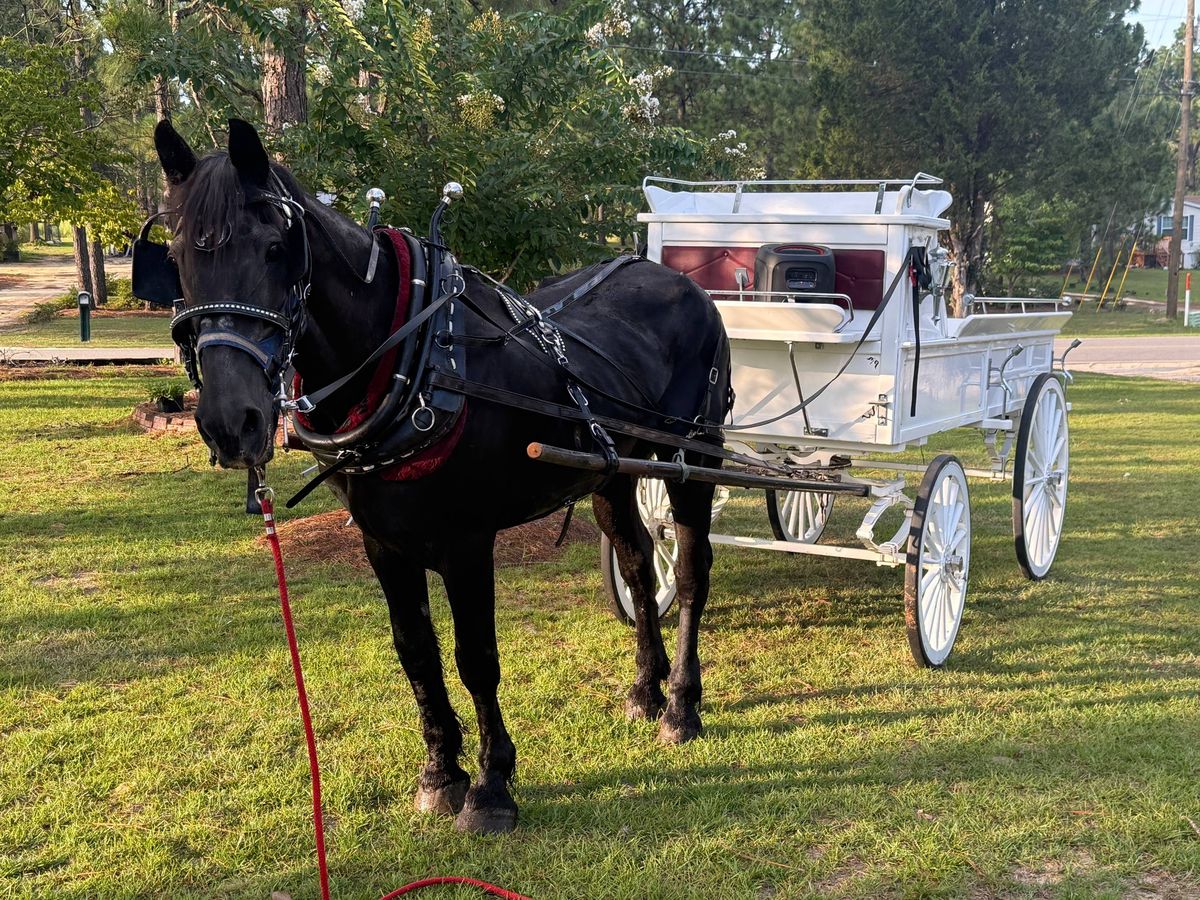 Our black carriage horse in harness beside a white carriage